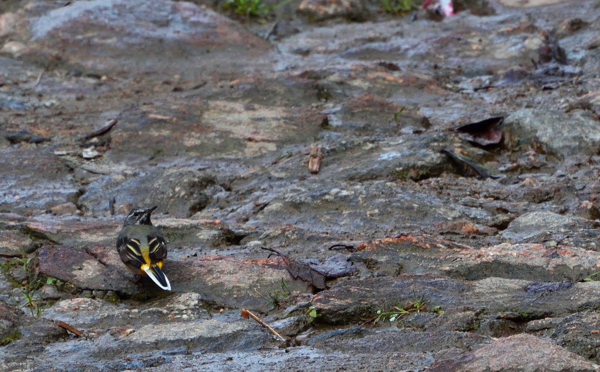 Gray Wagtail - samarendra Chowdhury