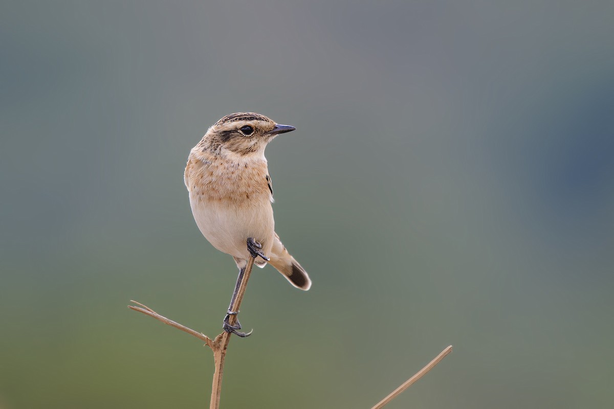 Whinchat - ML113667831