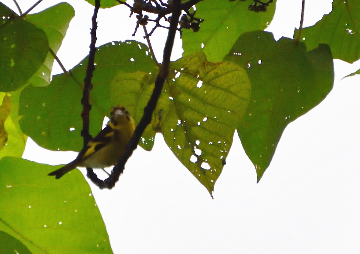 Yellow-breasted Greenfinch - ML113667841