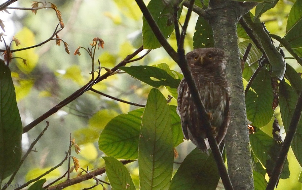 Asian Barred Owlet - ML113667971