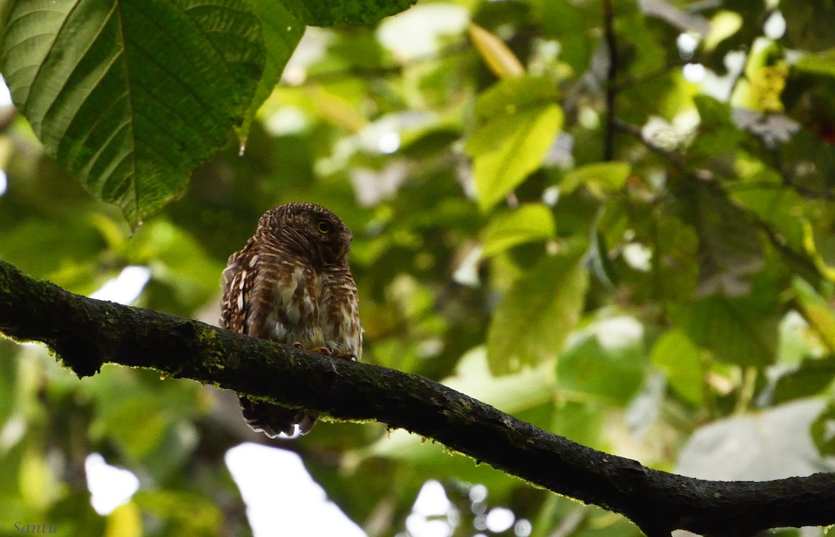 Asian Barred Owlet - ML113668031