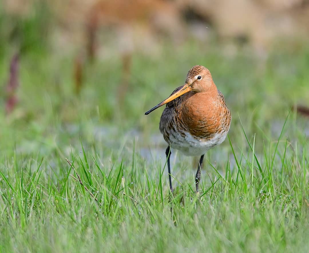 Black-tailed Godwit - Mustafa Özdemir