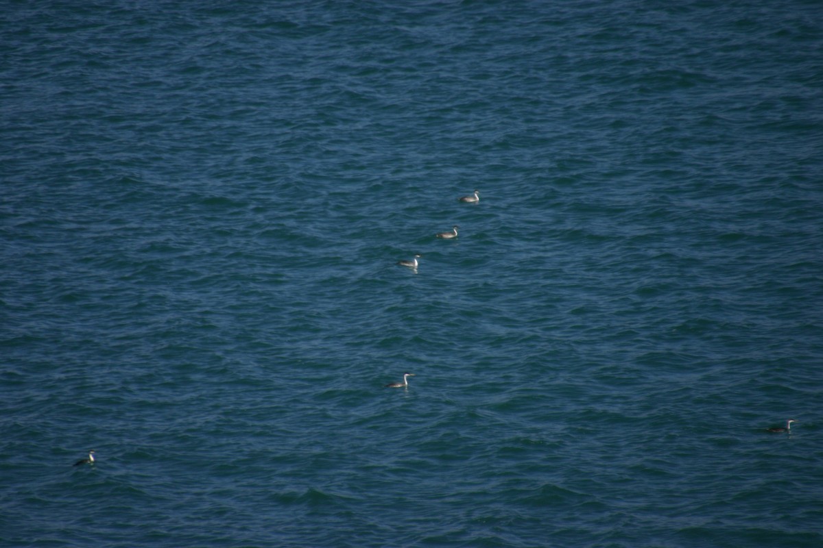 Western Grebe - ML113669011