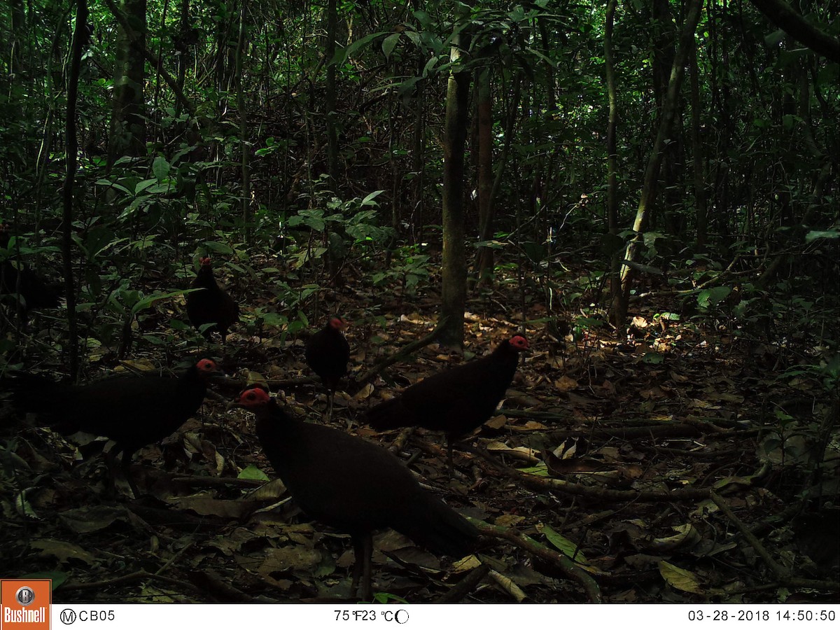 Black Guineafowl - ML113669921