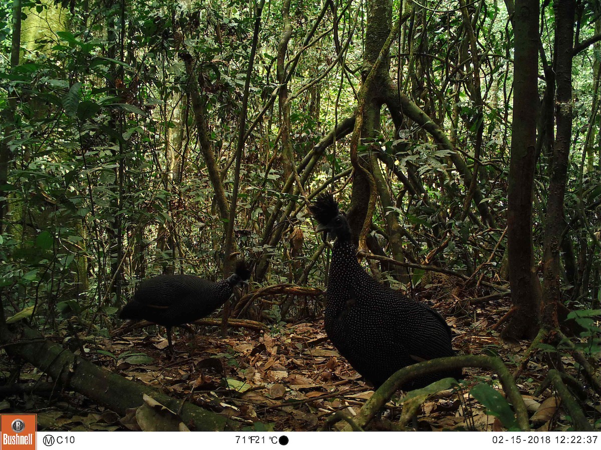 Plumed Guineafowl - ML113671031