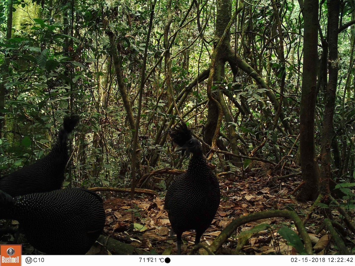 Plumed Guineafowl - Selvino de Kort