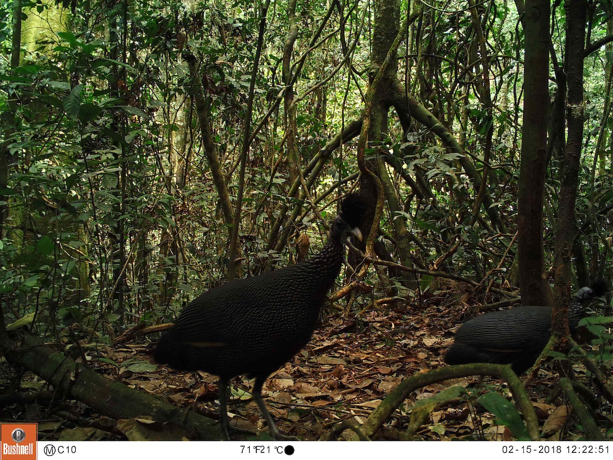 Plumed Guineafowl - Selvino de Kort