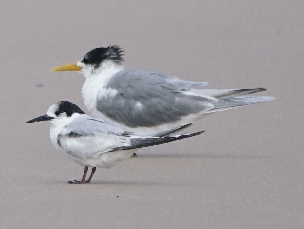 White-fronted Tern - ML113671081