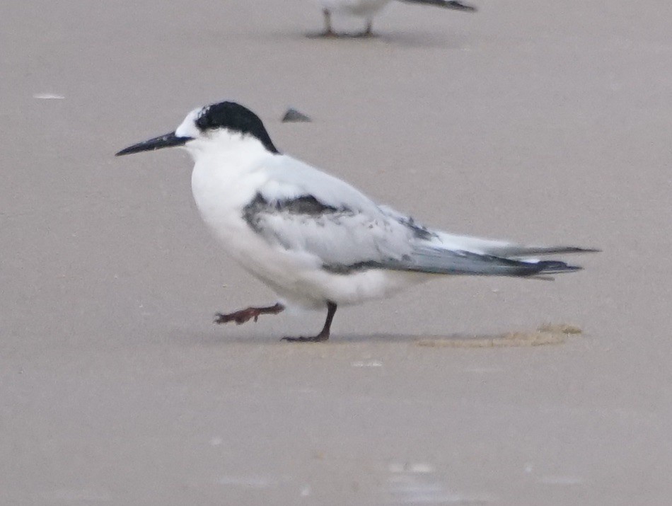 White-fronted Tern - ML113671251