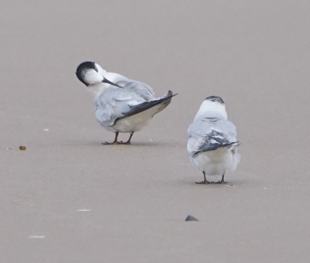 White-fronted Tern - ML113671271