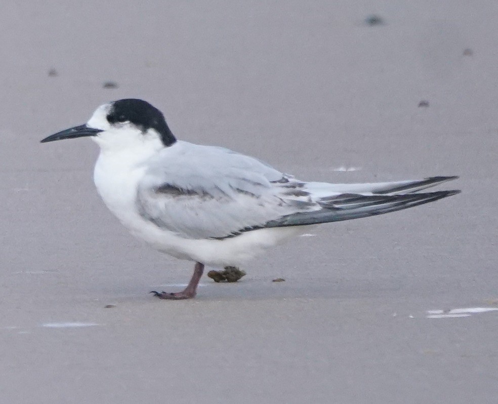 White-fronted Tern - ML113671331