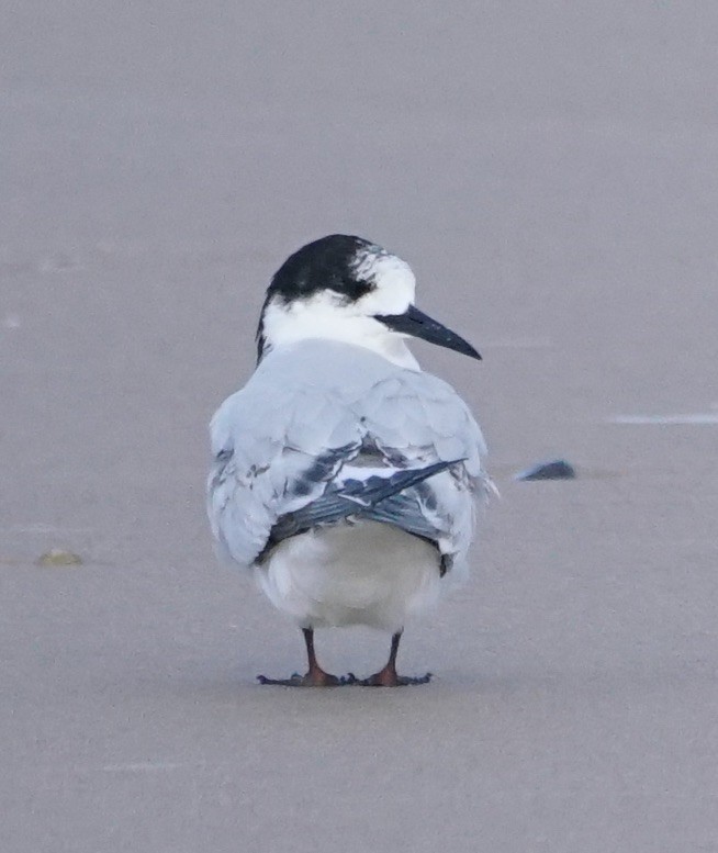 White-fronted Tern - ML113671341