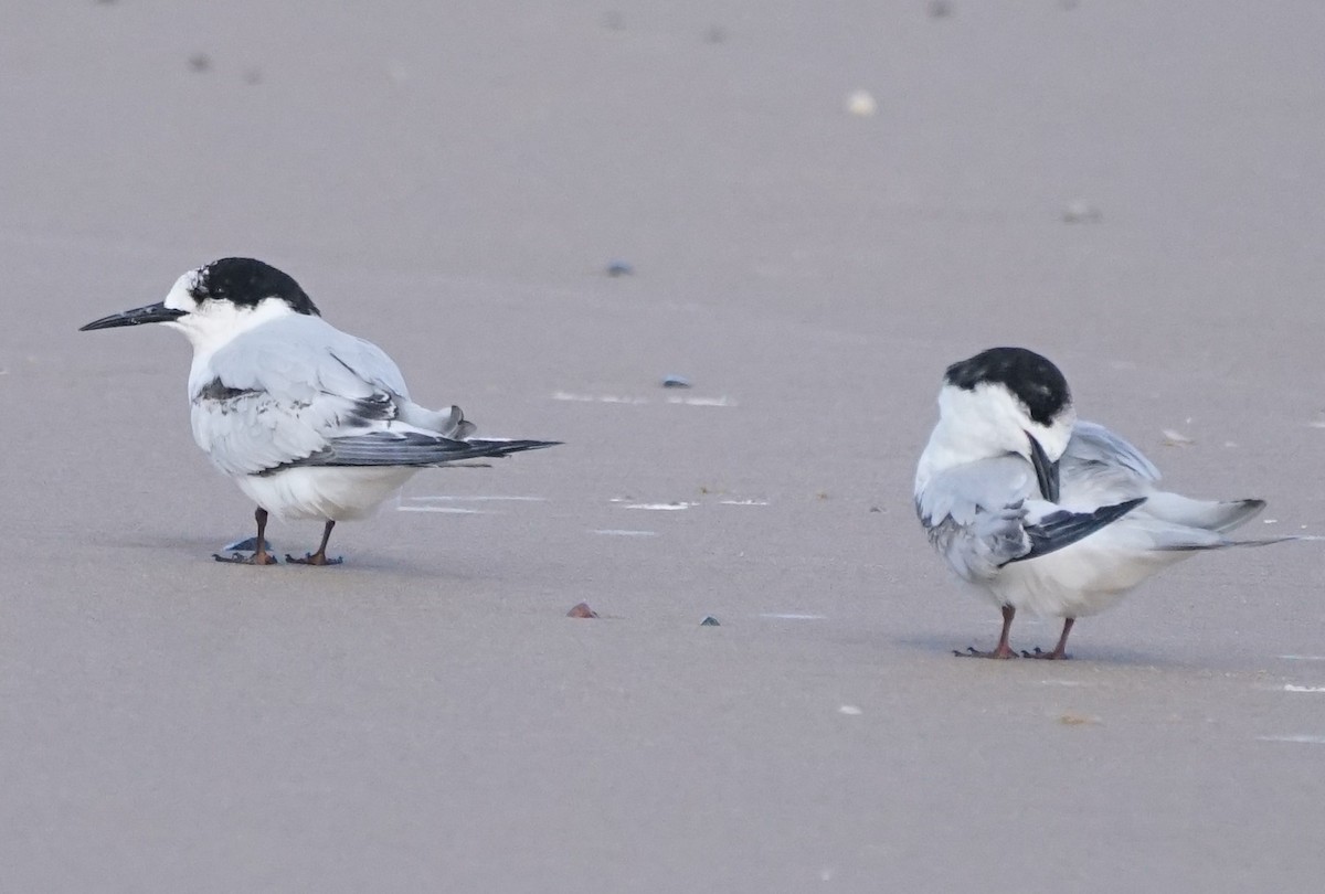White-fronted Tern - ML113671351