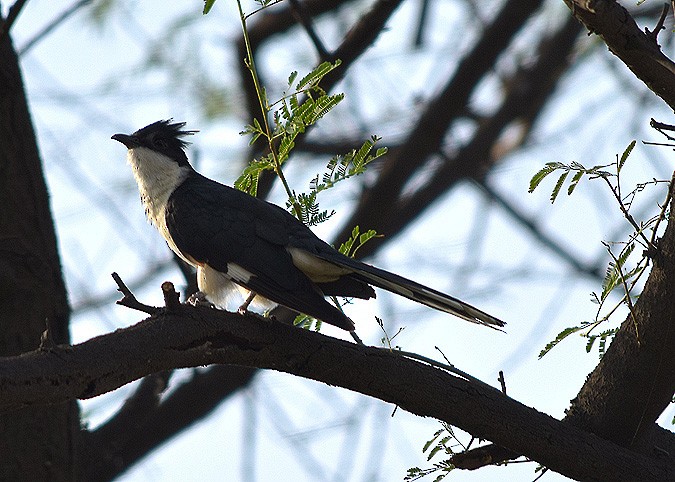 Pied Cuckoo - Sudipta Nandy