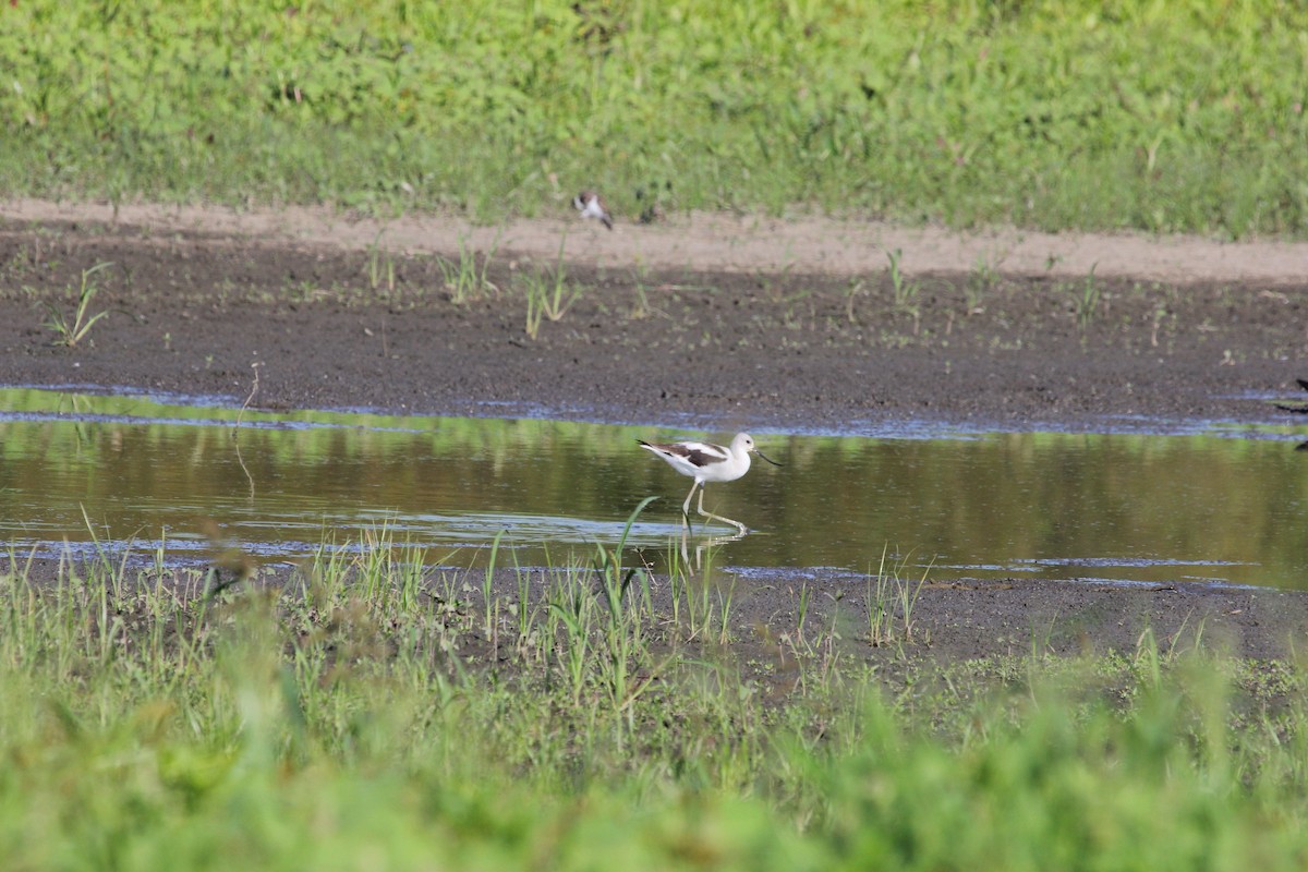 Avocette d'Amérique - ML113674231