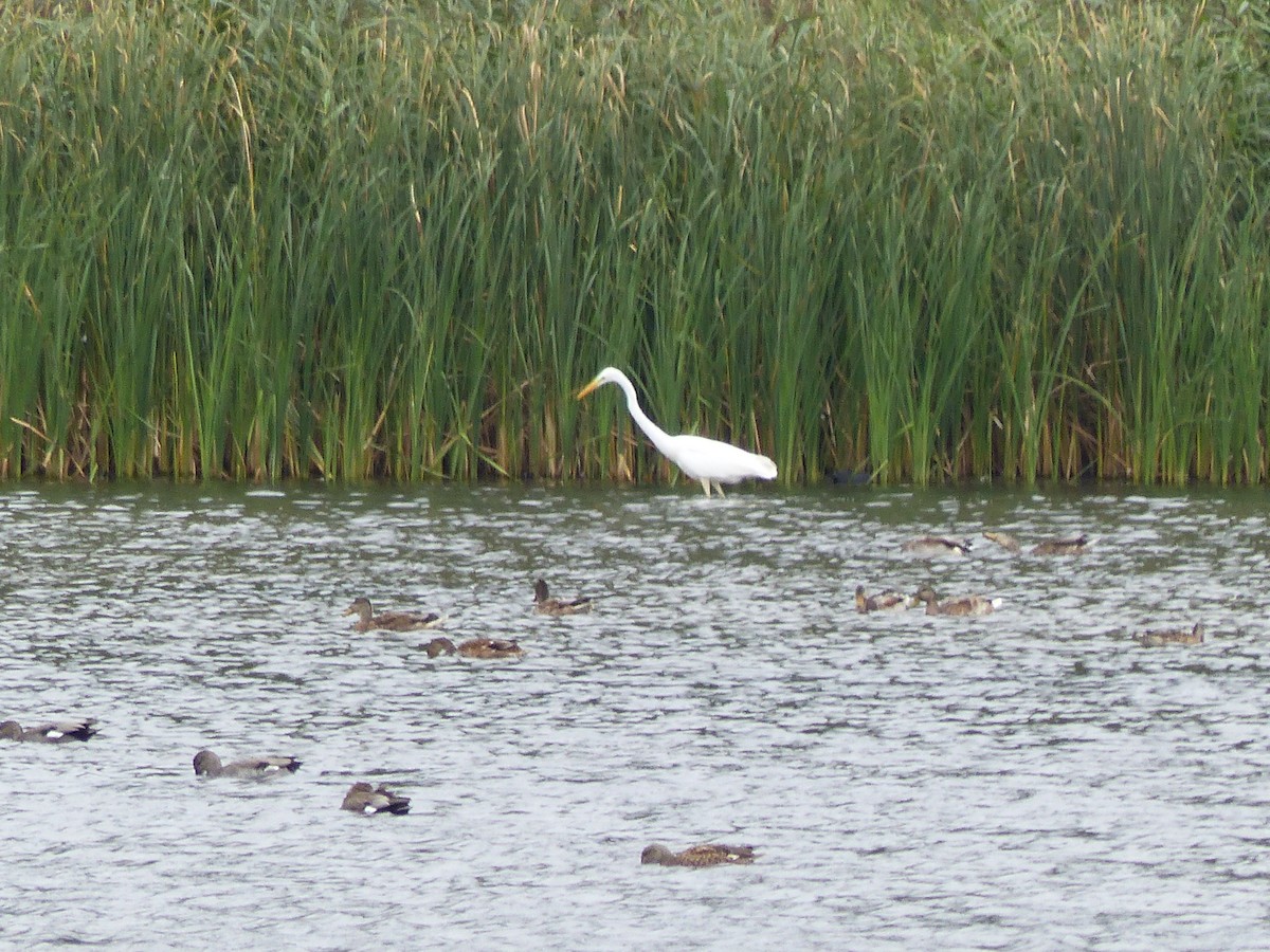 Great Egret - ML113677601