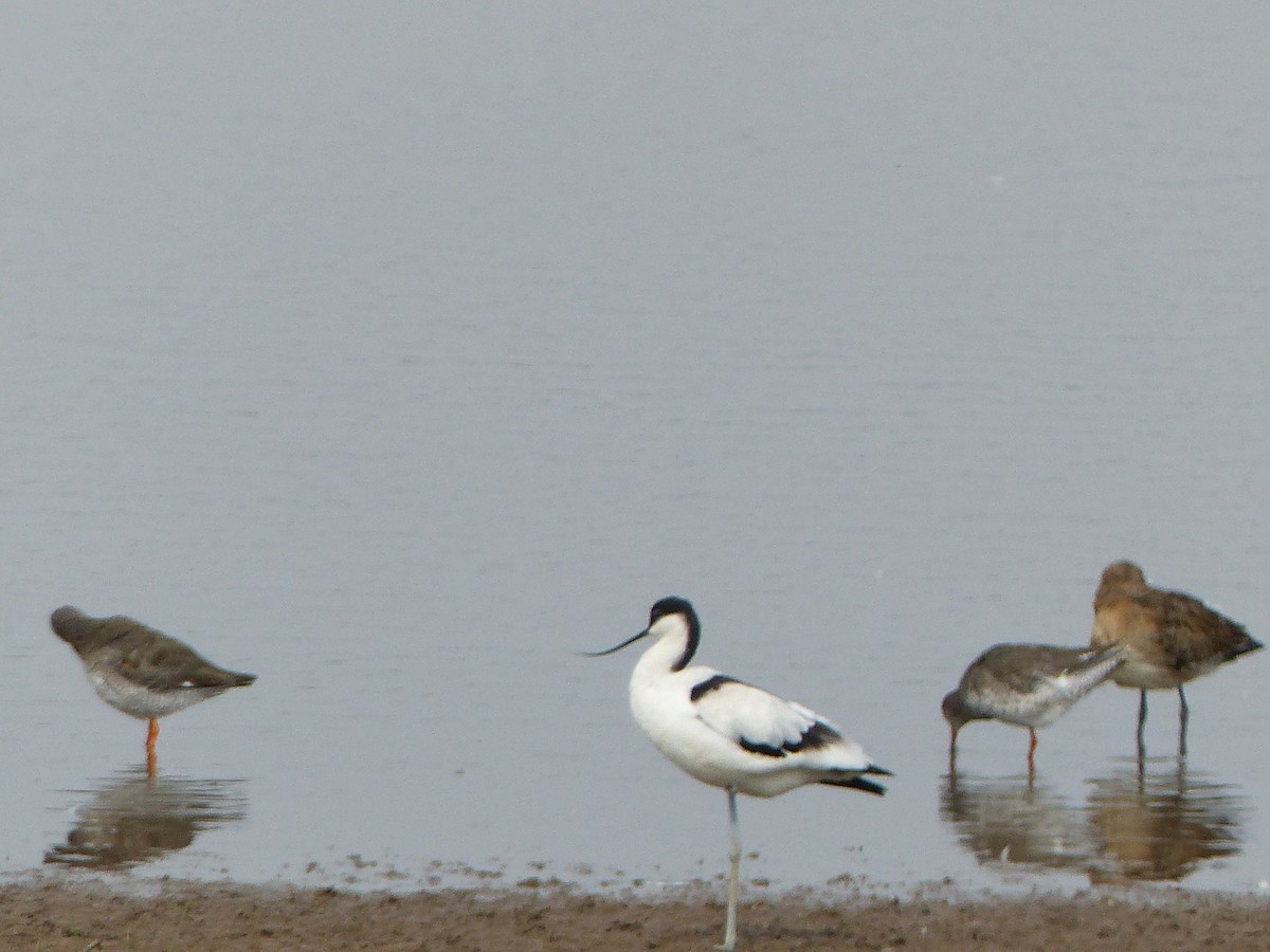 Pied Avocet - ML113677711