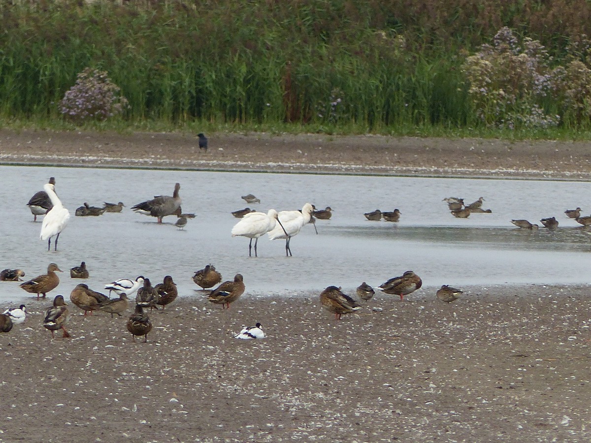 Халбаган хошуут - ML113677761