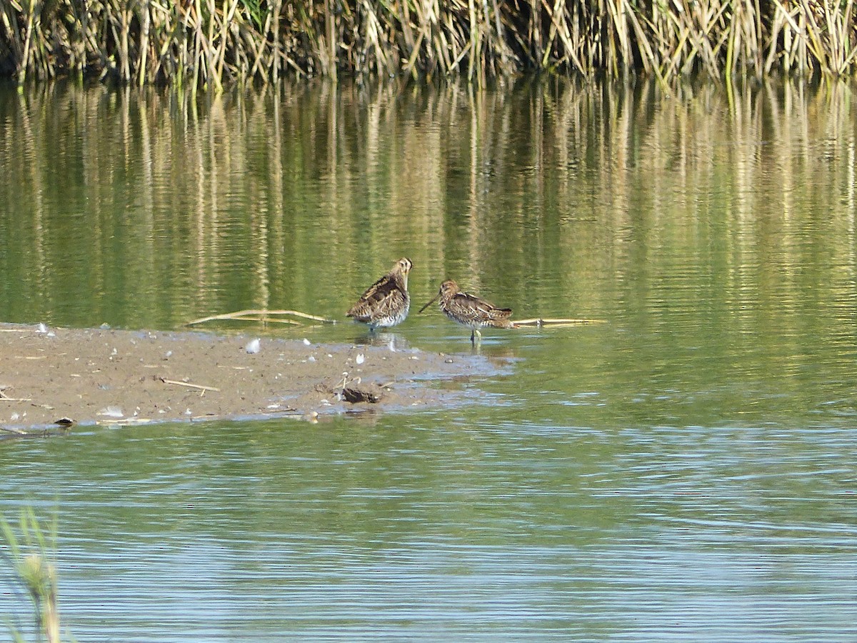 Common Snipe - ML113678231