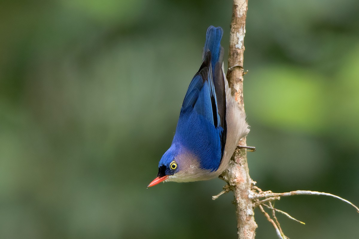 Velvet-fronted Nuthatch - ML113678561