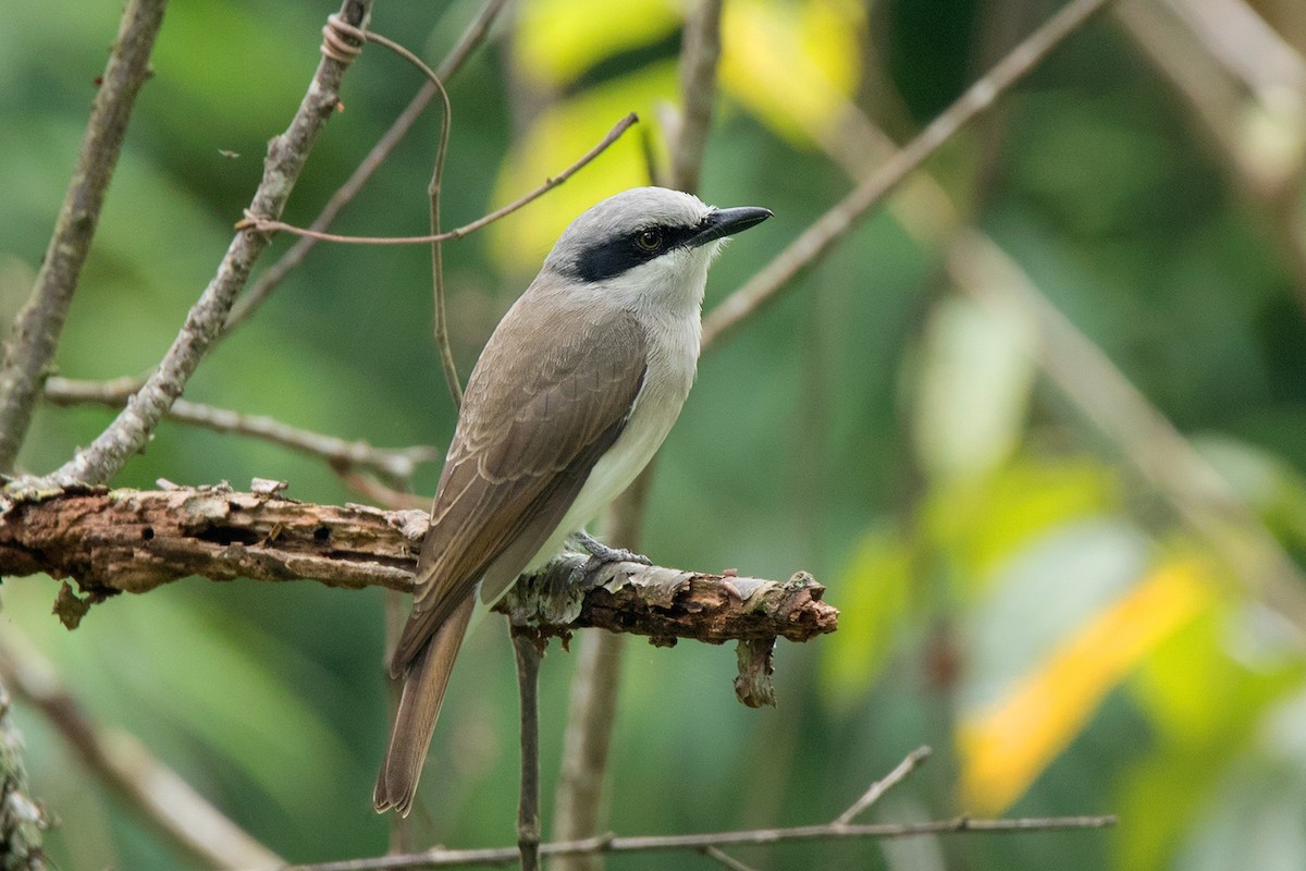 Large Woodshrike - ML113678641