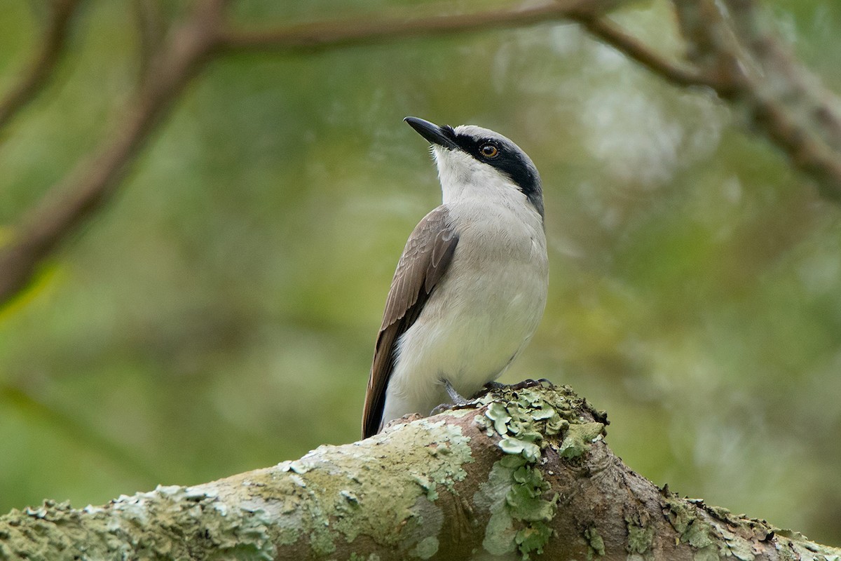 Large Woodshrike - ML113678671