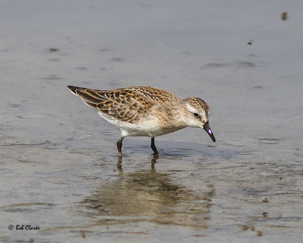 Western/Semipalmated Sandpiper - ML113679611