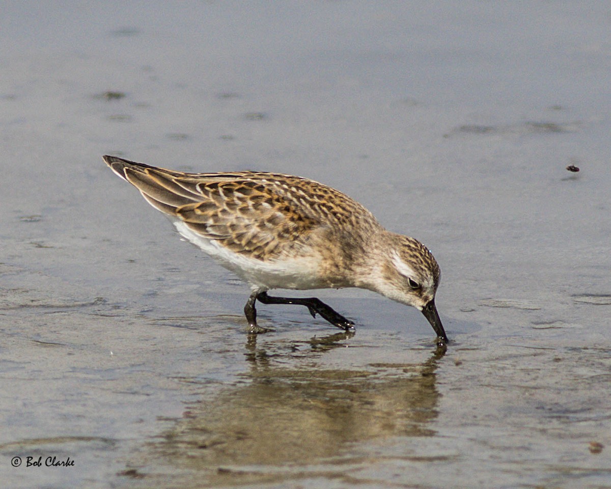 Western/Semipalmated Sandpiper - ML113679621