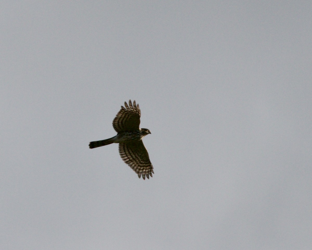 Sharp-shinned Hawk - Doug Cooper