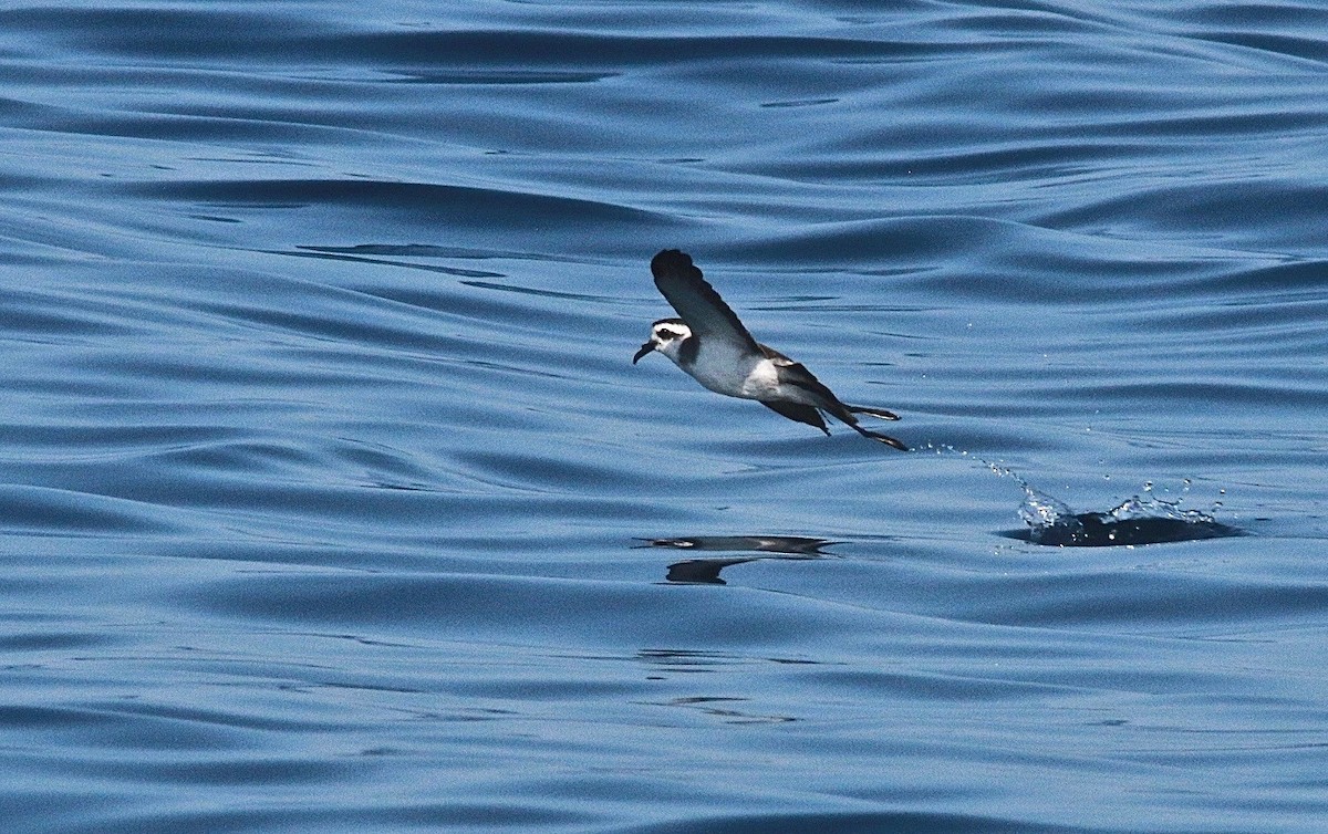 White-faced Storm-Petrel - ML113680341