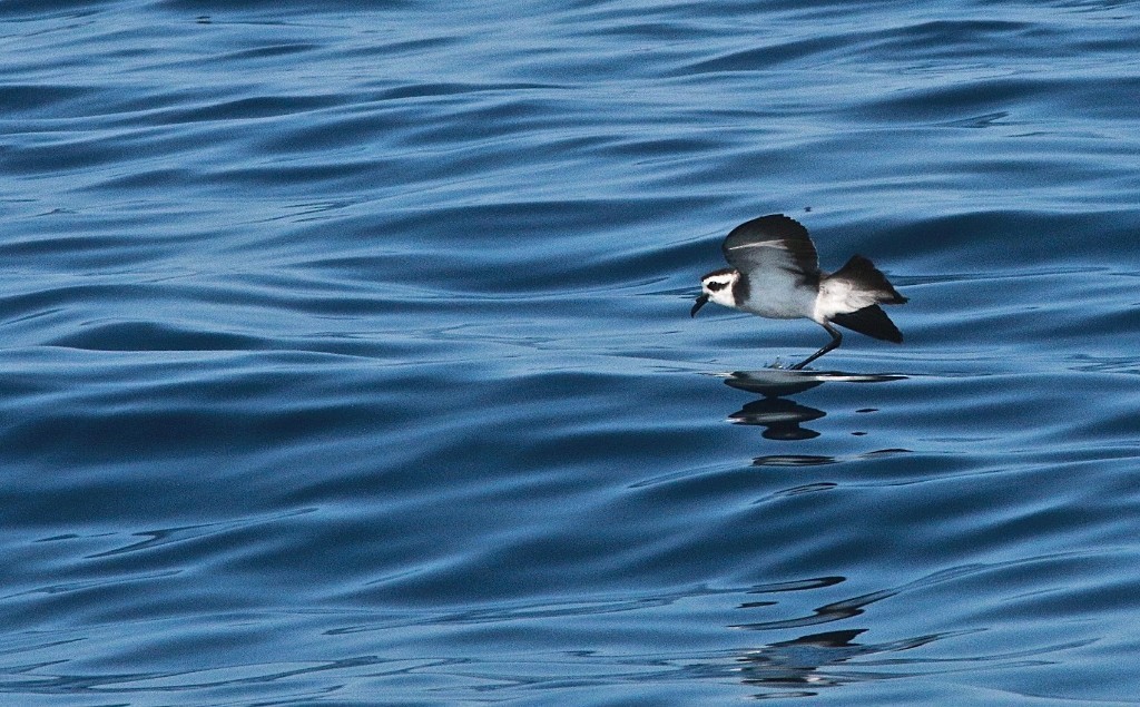 White-faced Storm-Petrel - ML113680351