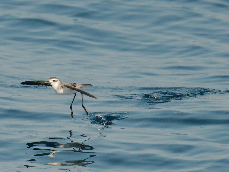 White-faced Storm-Petrel - ML113680361
