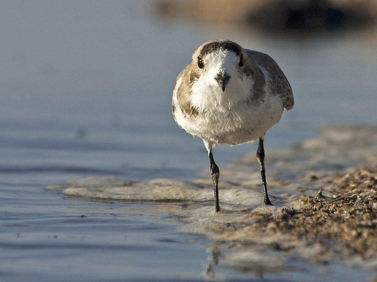 Puna Plover - ML113680431