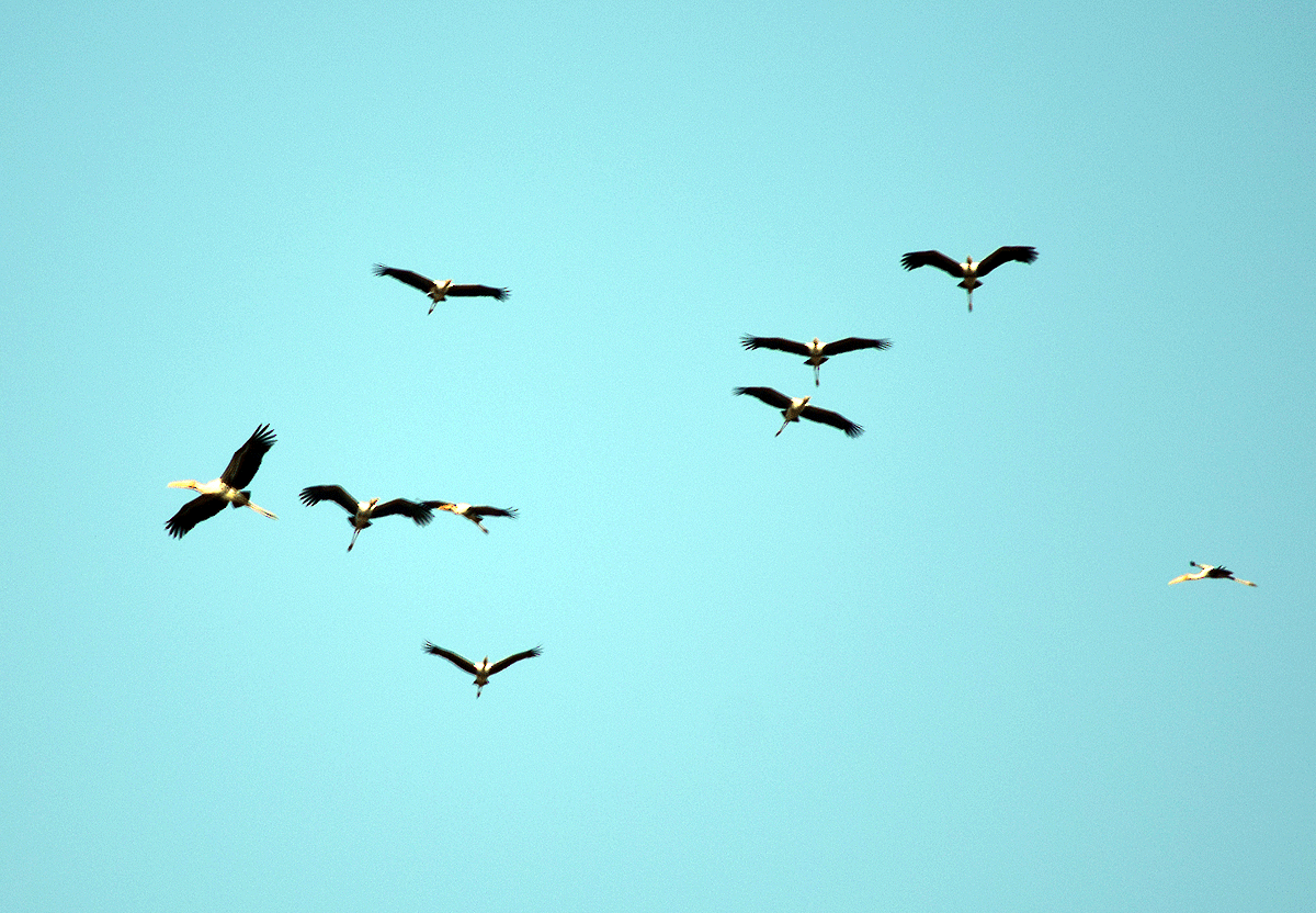 Painted Stork - ML113680461