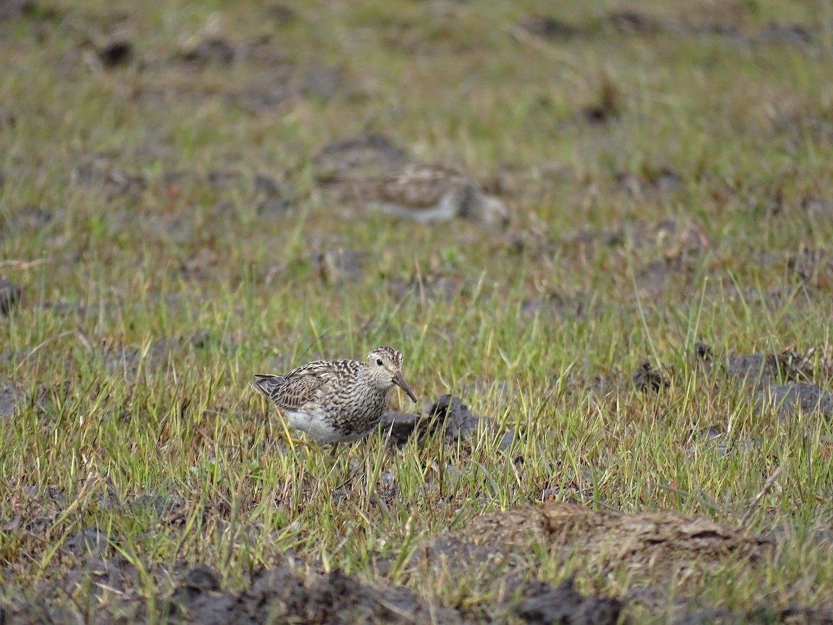 Pectoral Sandpiper - Matías Pretelli