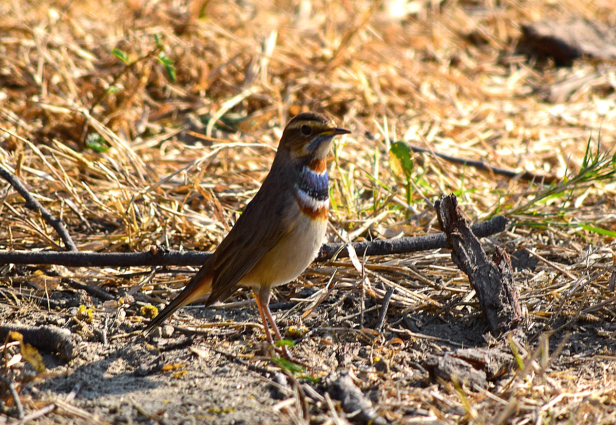 Bluethroat - ML113681061