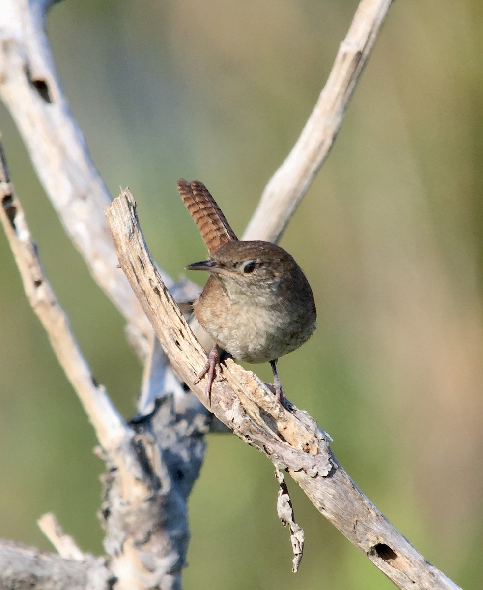 House Wren (Northern) - ML113681941