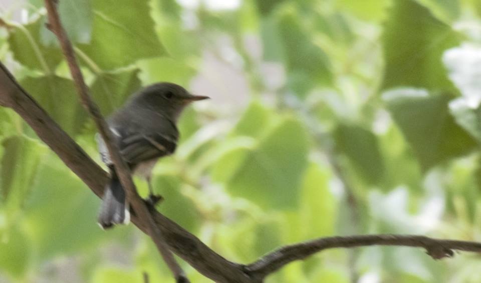 Mosquero Gris - ML113682091