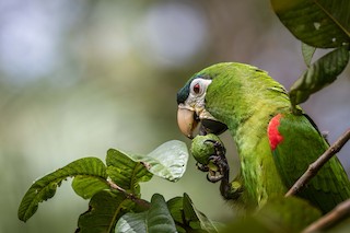 Red-shouldered Macaw