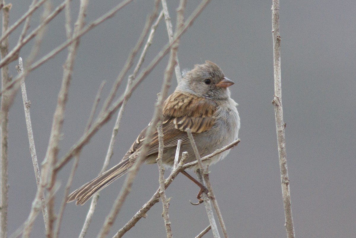 Black-chinned Sparrow - Justyn Stahl