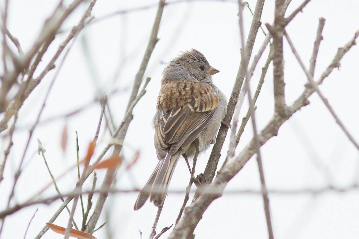 Black-chinned Sparrow - ML113683871