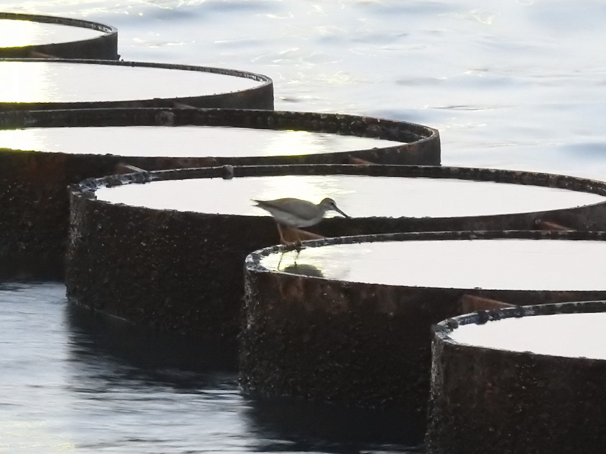 Gray-tailed Tattler - ML113684281