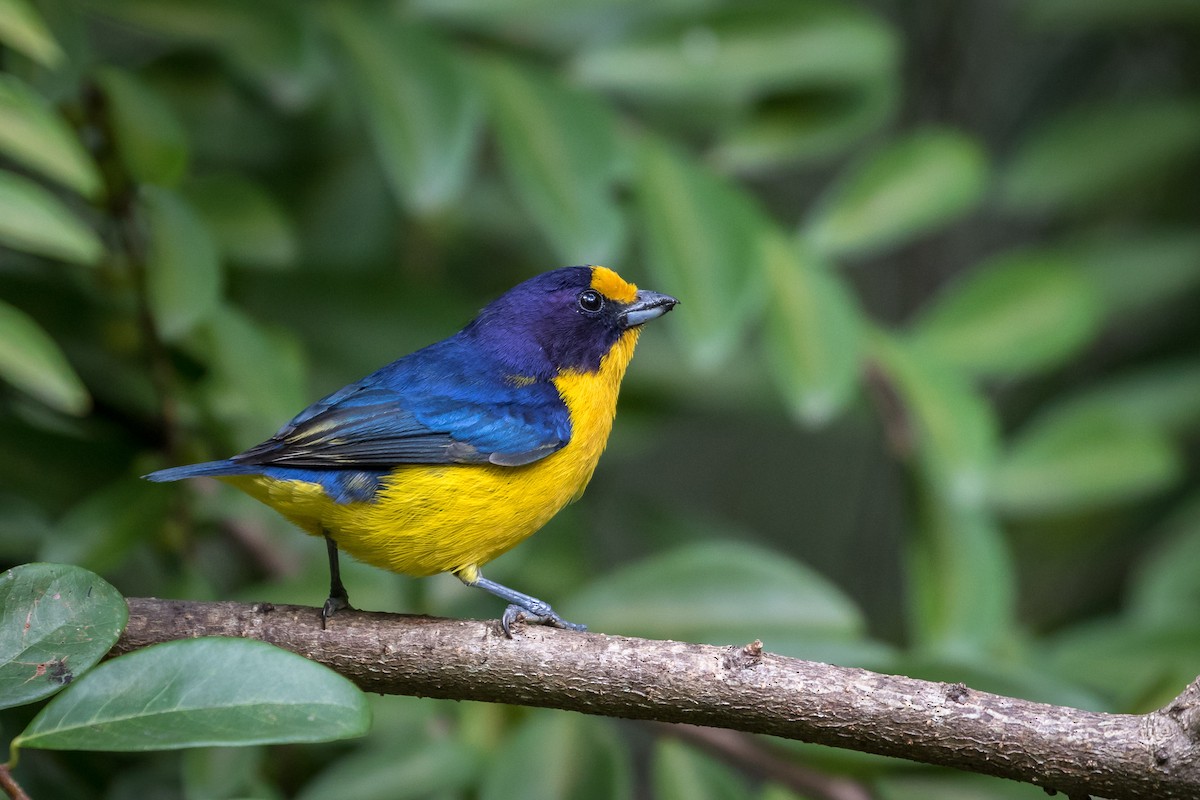 Violaceous Euphonia - ML113684711