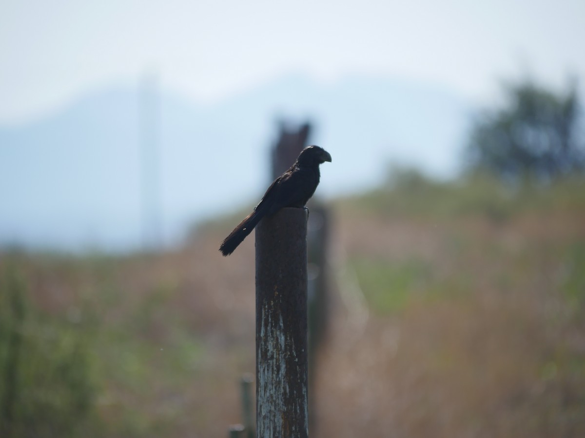 Groove-billed Ani - ML113684901