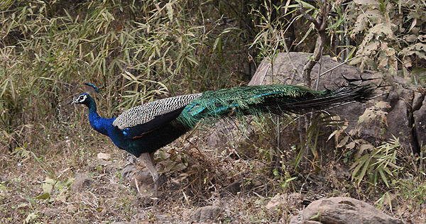 Indian Peafowl - ML113684951