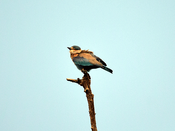 Indian Roller - ML113685311