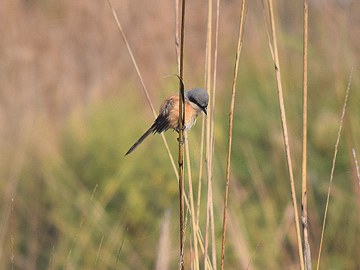 Bay-backed Shrike - ML113685481