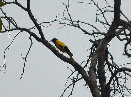 Black-hooded Oriole - ML113685501