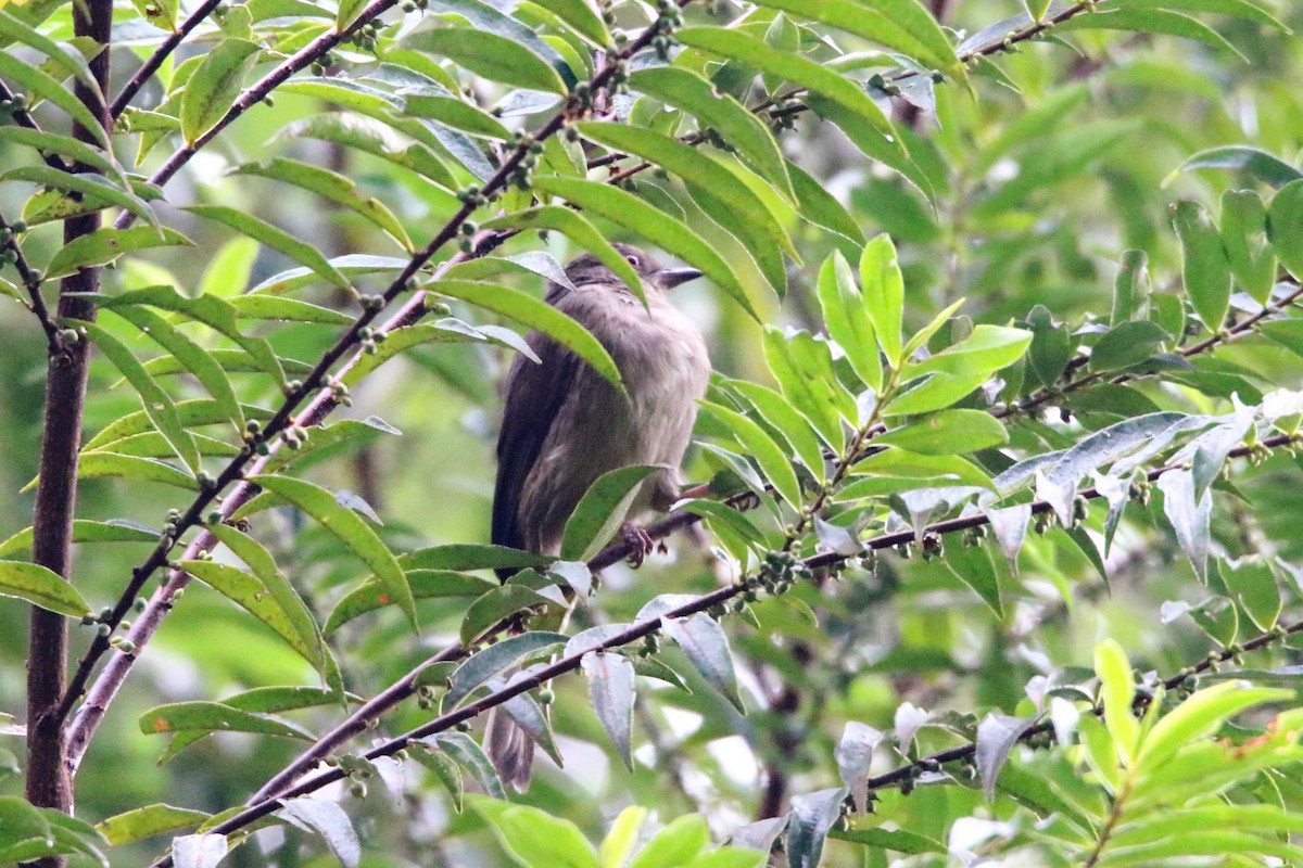 Red-eyed Bulbul - ML113686401