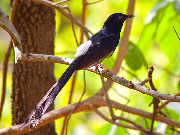 White-rumped Shama - ML113686591